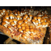 Мицелий Опенка намеко / Фолиота намеко (Pholiota nameko)